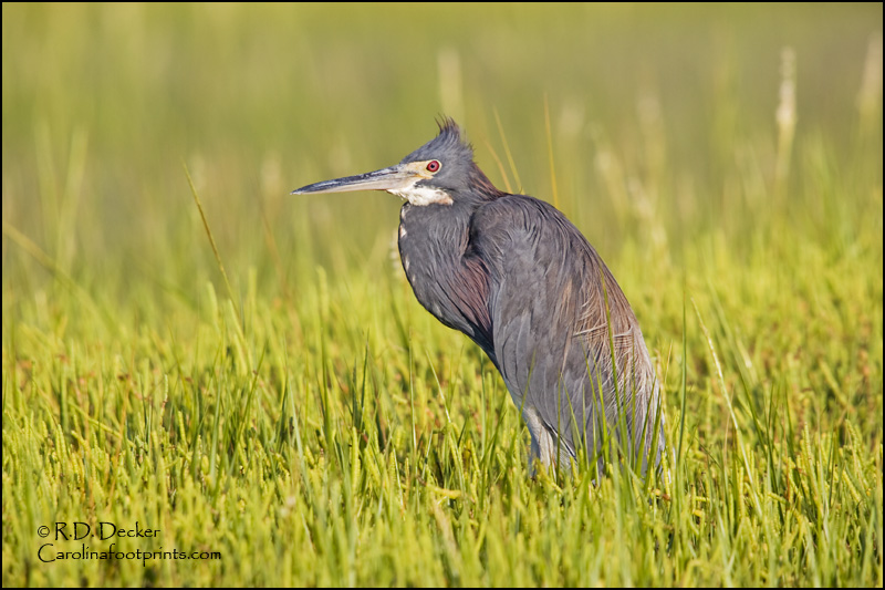 Tricolored Herons can be skittish brids when a photographer approaches.