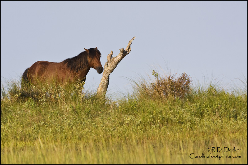 A stallion stands near the trunk of an old tree atop a dune on Carrot Island.