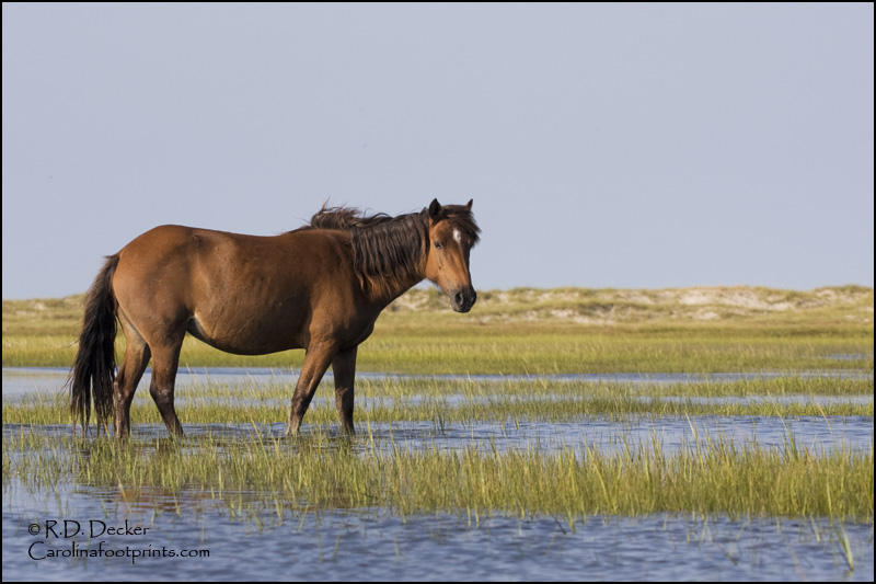 A Wild Horse on the North Carolina coast.