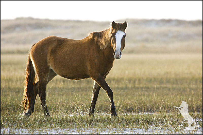 A wild horse crosses the tidal flats at the Rachel Carson Estuarine Reserve.