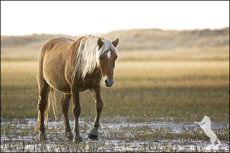 A wild mare walks across the tidal flats at low tide.