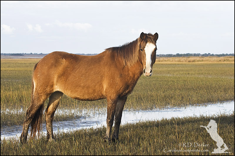 Rachel Carson Reserve wild horse.