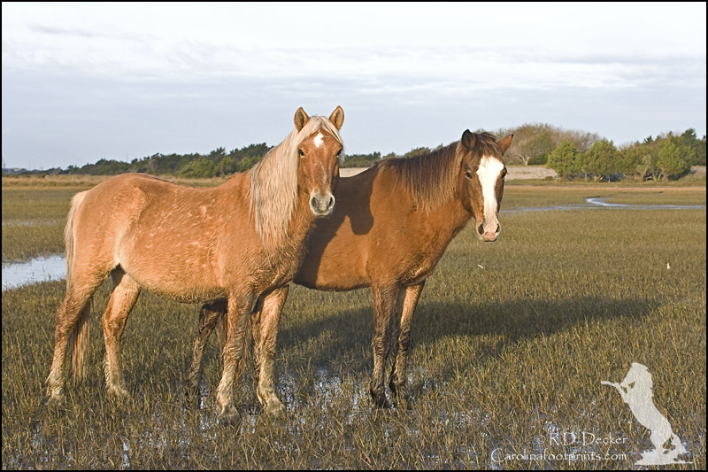 A pair of wild horses on the North Carolina coast.