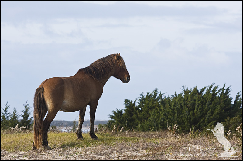 A wild horse gazes out over the dunes along the Cryatal Coast.