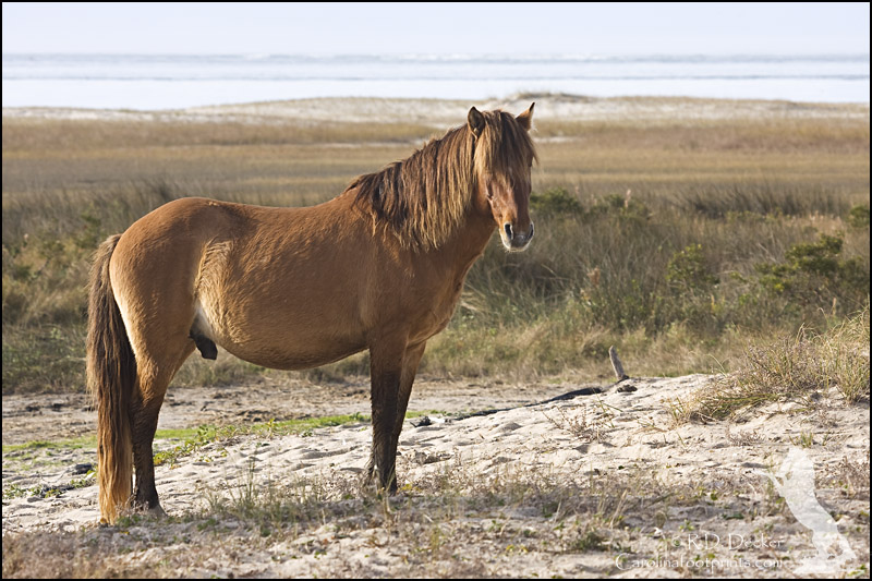 Wild stallion of the North Carolina coast.
