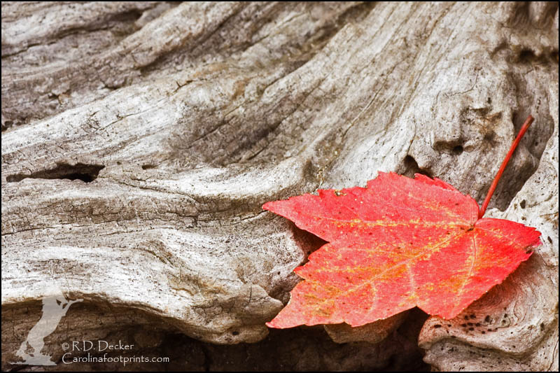 A red leaf on an old and weathered log.