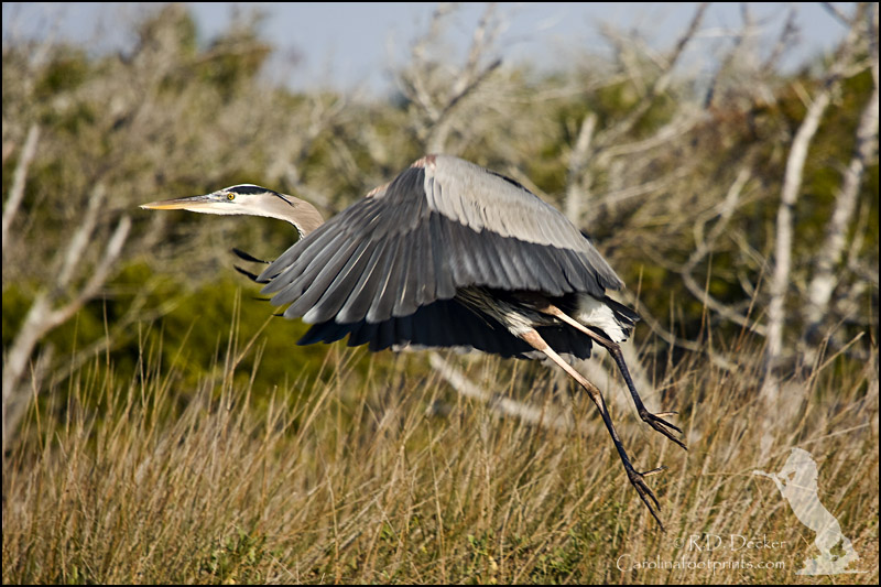 Great Blue Heron exiting stage left.
