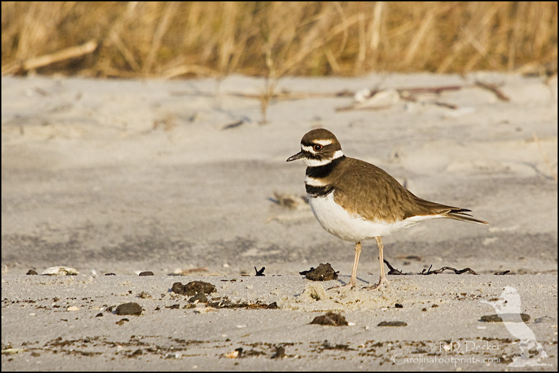 Although considered a shorebird Killdeer are often found far away from the water.