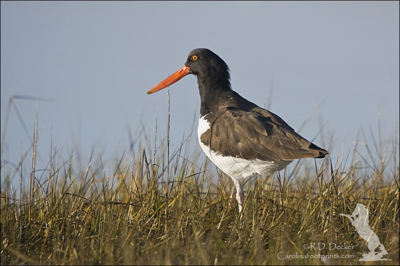 Americal Oyster Catcher.