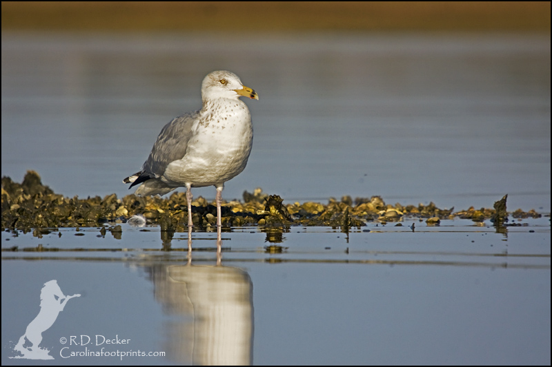 A Ring Billed seagull.