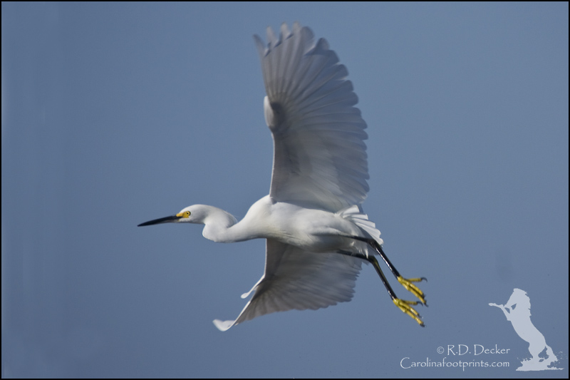 Snowy Egret in flight.