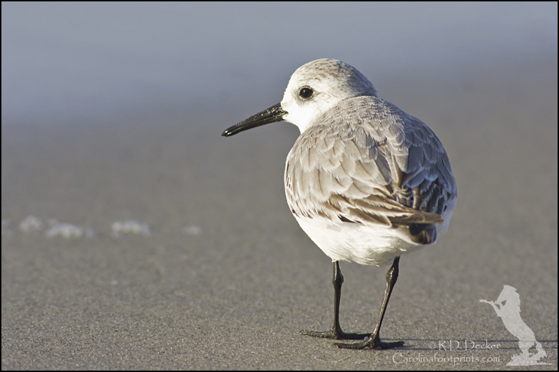A Sanderling darts in and out of the surf in search for a meal.