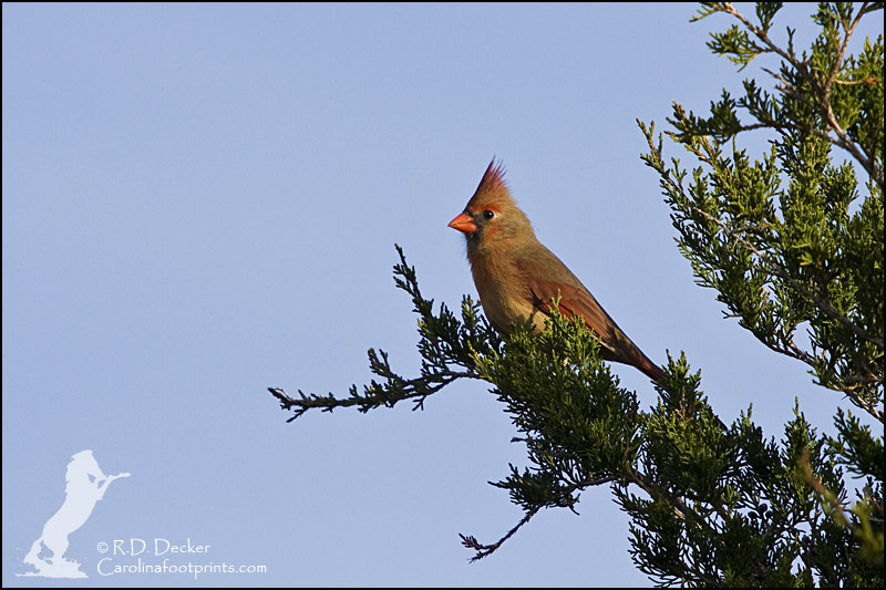 A red Cardinal perched in a green Cedar Tree on Christmas Eve.