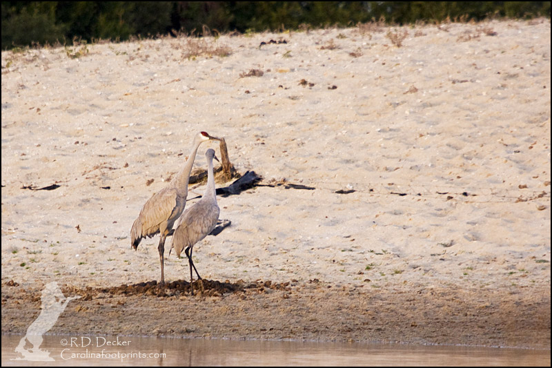 Sandhill Cranes seen along the North Carolina coast.