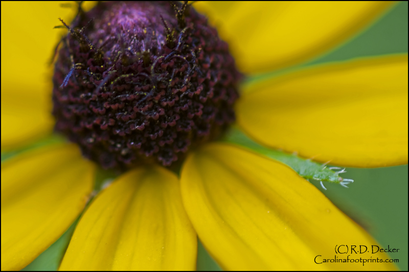 The Blackeyed Susan is a common wildflower throughout the Carolinas.