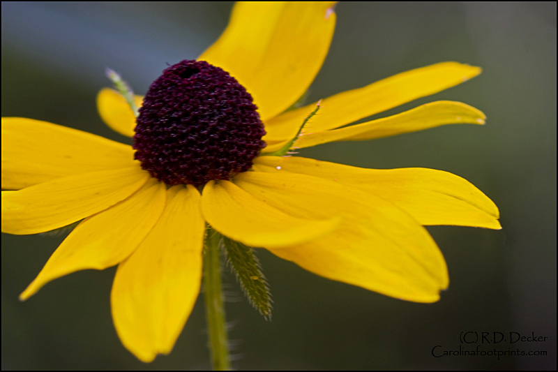 A more traditional look at a Black Eyed Susan.