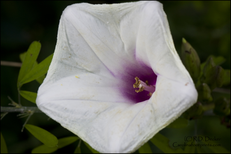 The Potato Vine flower, a member of the Morning Glory family.