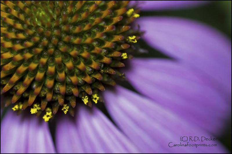 A flower purchased in a garden center can be a good subject for practicing macro photography.