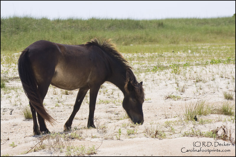 Wild horses don't spend a lot of time on the beach, but you can find them there occassionally.