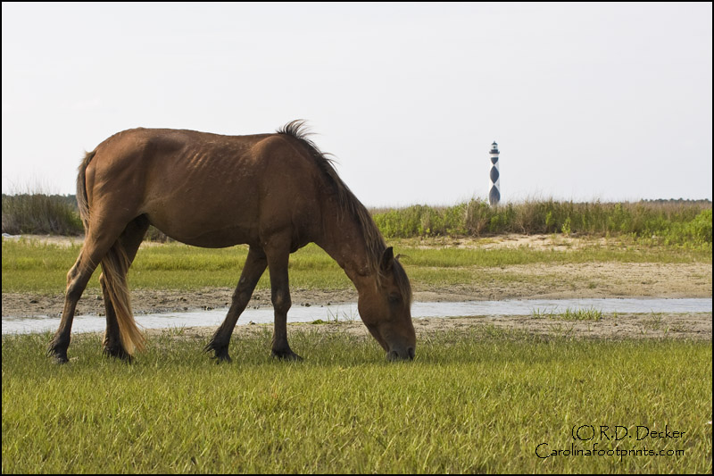 A Wild Mustang feeds on the tidal flats with the Cape Lookout Lighthouse in the background.