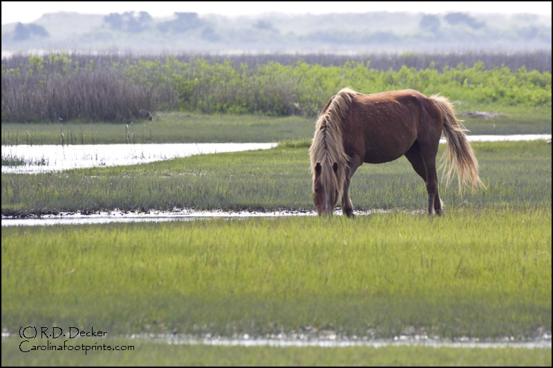A Wild Horse on Shackleford Banks.