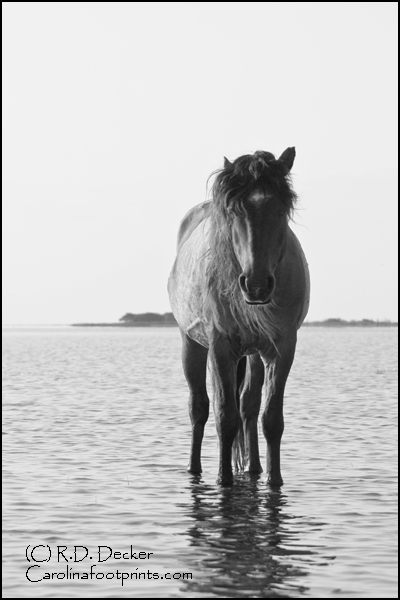 A solo stallion standing on the flooded tidal flats along the North Carolina coast.