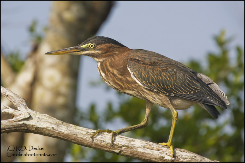 The Green Heron is a realtively small, short bird when compared to other herons and egrets.