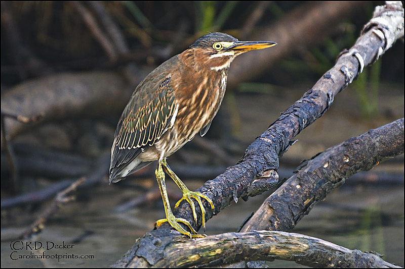 Green Herons are usually shy, elusive photographic subjects.