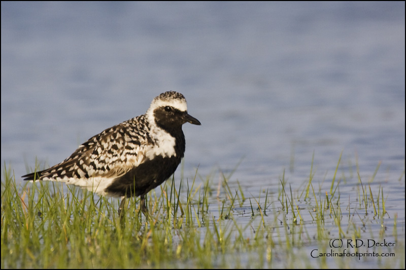 Black-bellied Plovers winter along North Carolina's Crystal Coast then migrate to the tundra to breed.