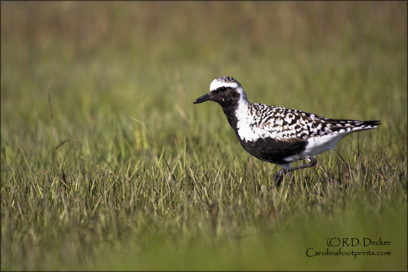 Black-bellied plovers can be shy and difficult to photograph.