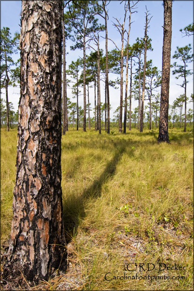 The Croatan Forest has a pine savanah which is an important environment.