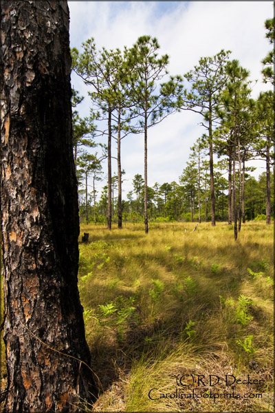 Pine savanahs allow grasses and wildflowers to flourish.