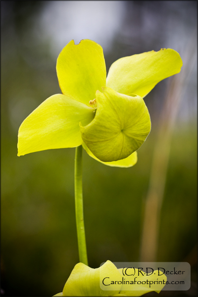 the flower of the Trumpet Pitcher Plant.