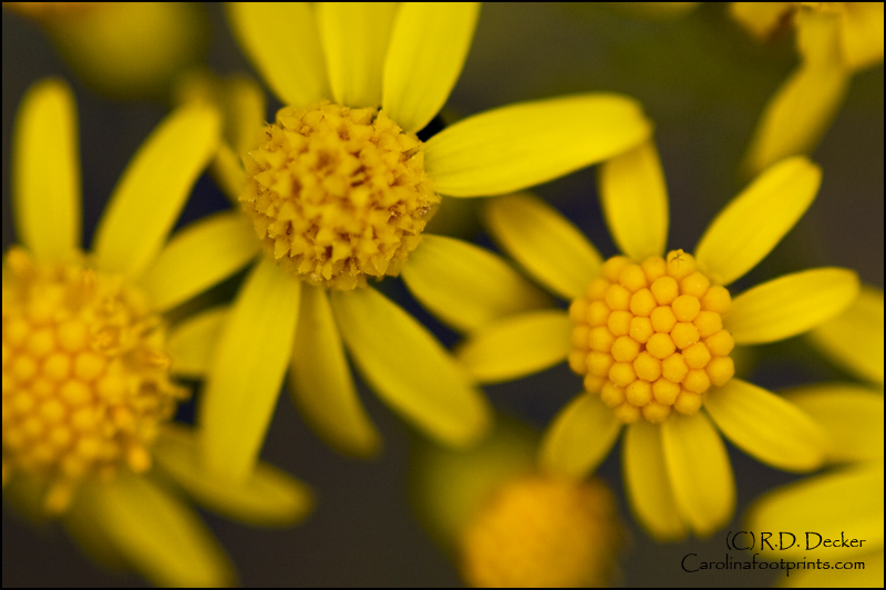 A cluster of small yellow flowers makes and interesting subject.