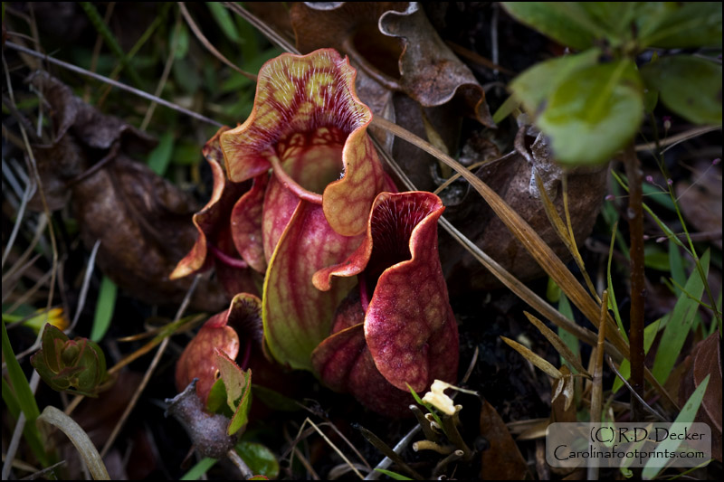 The Purple Pitcher Plant is the only carnivorous plant to live in colder climates.