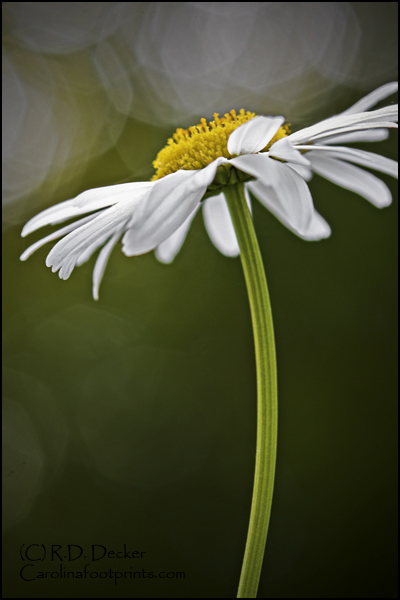 Normal processing of a daisy image.