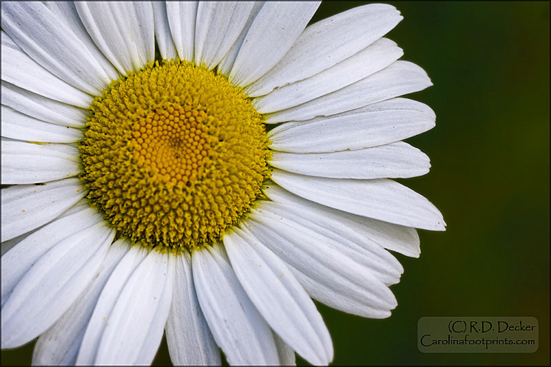 Another look at an Oxeye Daisy