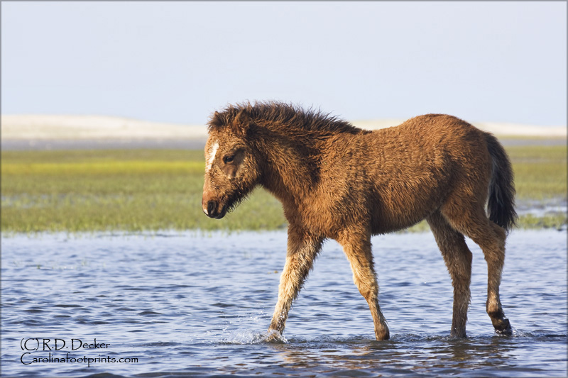 Tour guides tell stories of the horses swimming across Back Sound from Shackleford Banks to Carrot Island but the truth is the horses are the remnants of a domestic hed kept on the property in the 1940s.