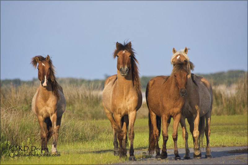 The horses feed mainly on Spartina grass that grows on the tidal flats.