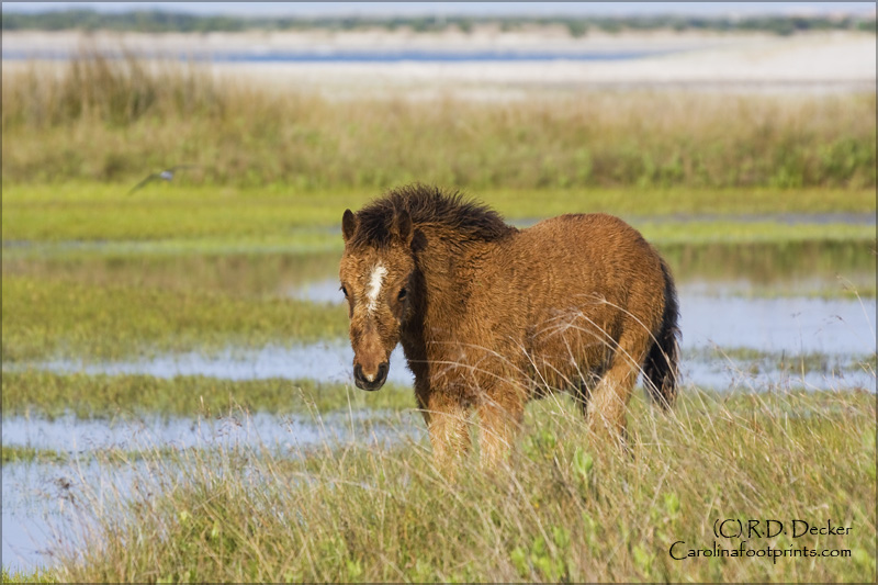 Life in the reserve is not easy for the horses, but these magnificant animals do manage.