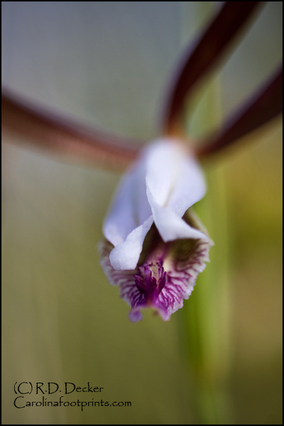 A wild orchid found in the Croatan Forest, North Carolina's Coastal Plain.