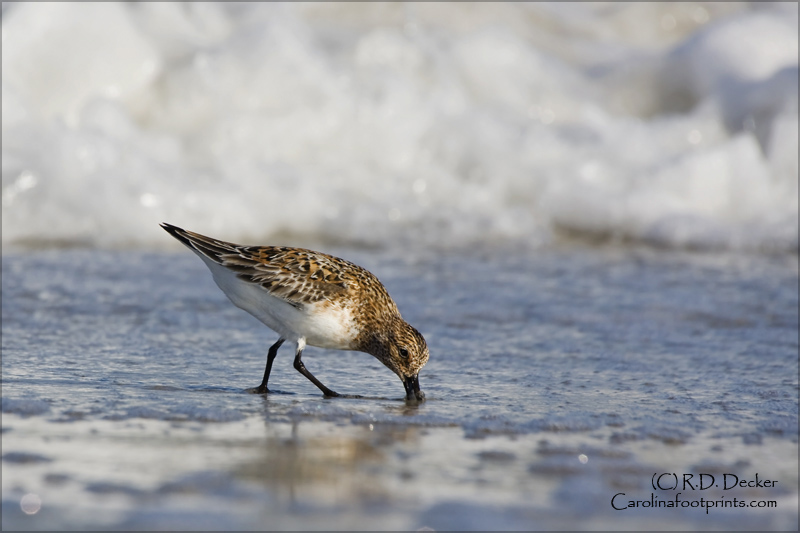 Sanderlings are a popular sight for beach goers.