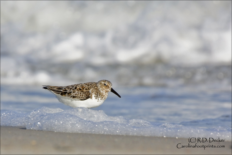 A very small shore bird, the sanderlings dart in and out of the surf line.
