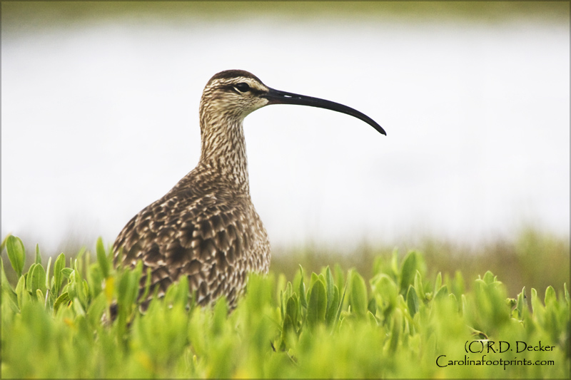 A Whimbrel is a large shore bird with a long, downward curved bill.