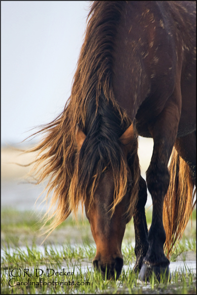 Wild Spanish Mustangs have made a home on the East Coast of the United States for nearly 500 years!