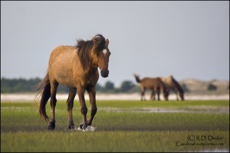 The horses living in the Rachel Carson Estuarine Reserve are the decendents of a domestic herd kept there in teh 1940's.