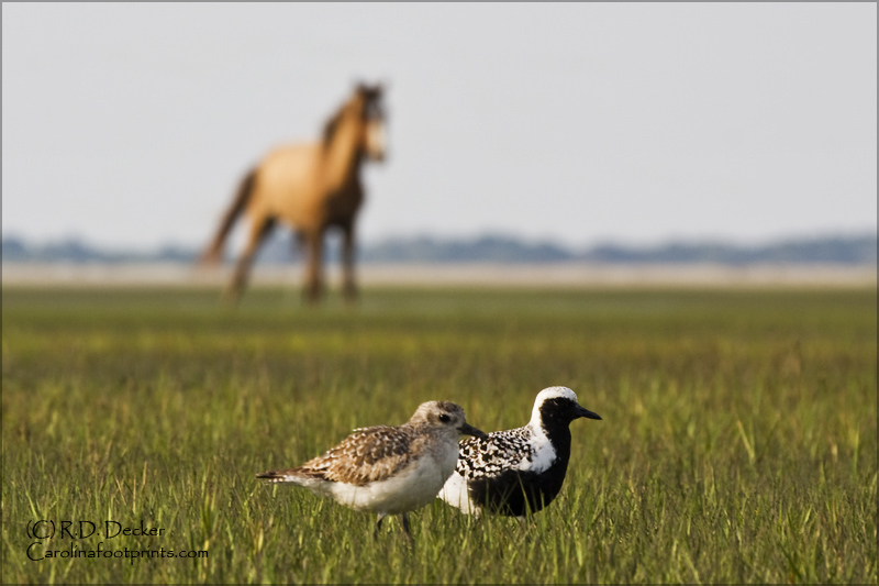 Two Black Bellie Plovers on the tidal flast with a wild mustang in the background.