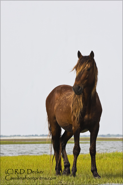This wild horse stands watch while his mares feed on Spartina grass.