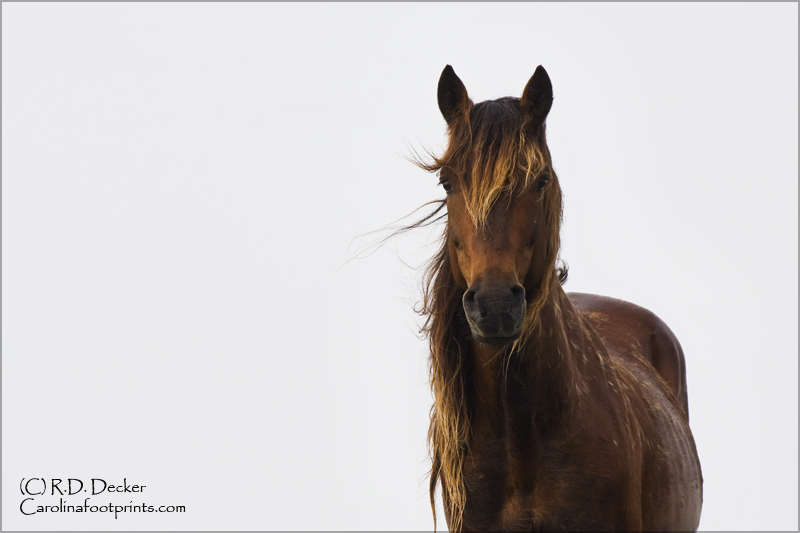 You can see the classic looks and Iberian heitage in this wild horse.