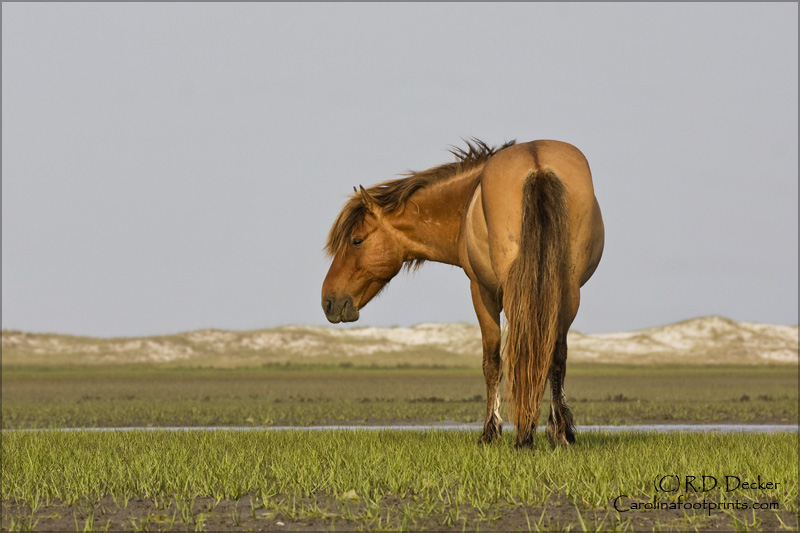 A mare feeds on the tidal flats along the Carolina coast.
